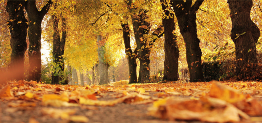 Imagen 17 DE NOVIEMBRE FERIA DE OTOÑO